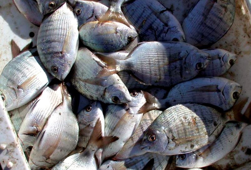 Diplodus sargus_08.jpg